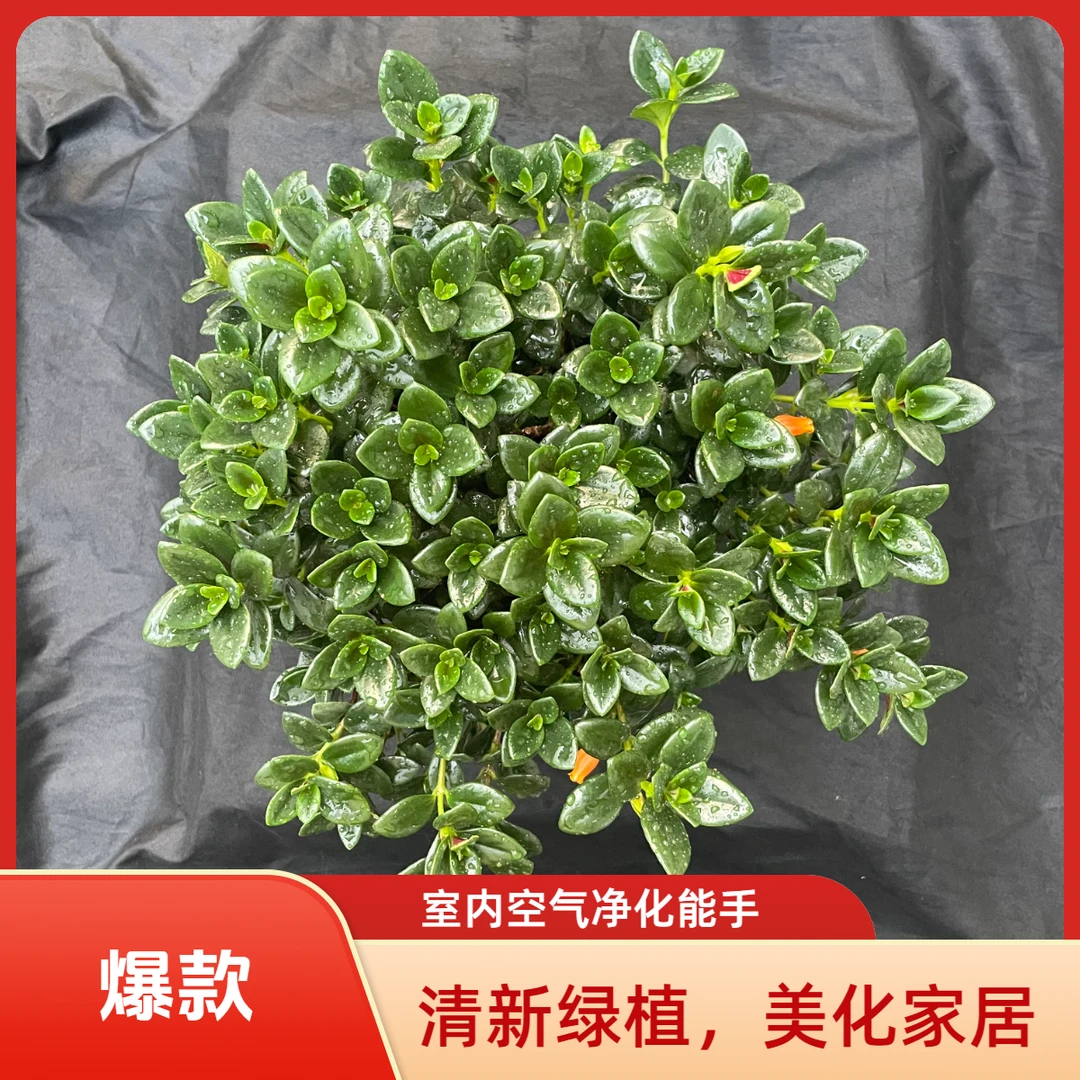 【年年有余】金鱼吊兰，实图拍摄，带花苞，冠幅大性价比高