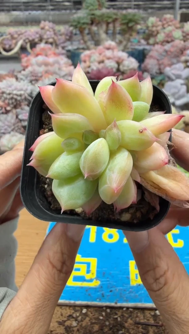 东云多肉园二店-606