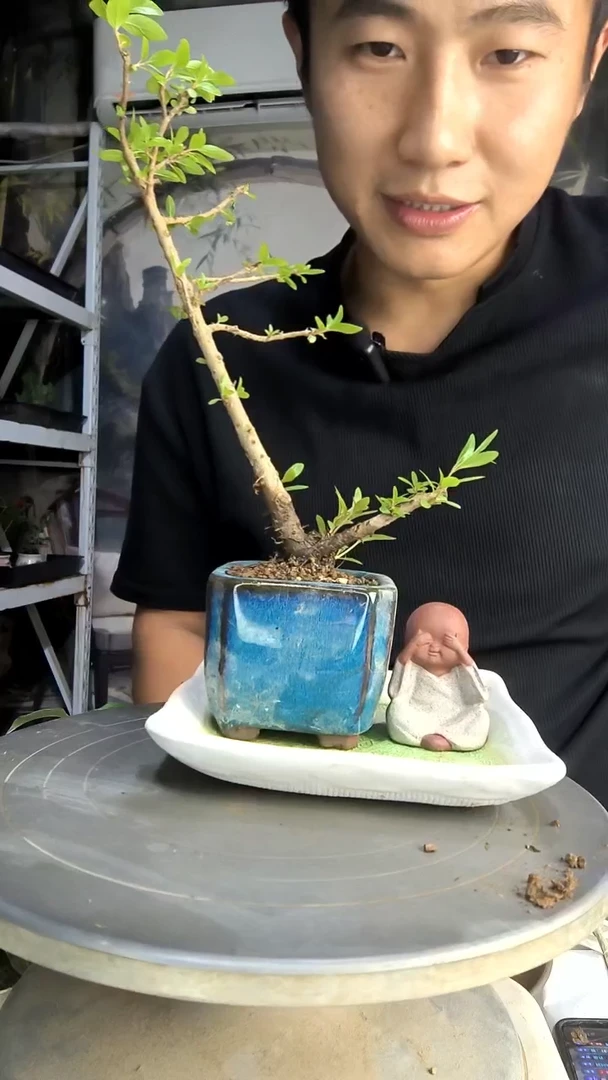 藤中青园艺一物一拍132