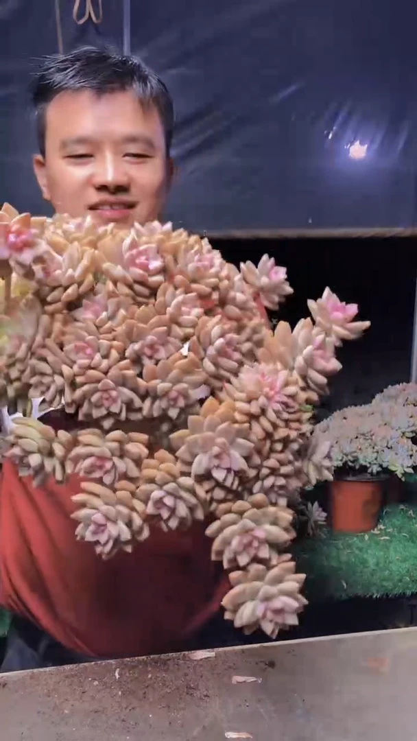 544淡雪缀化一物一拍