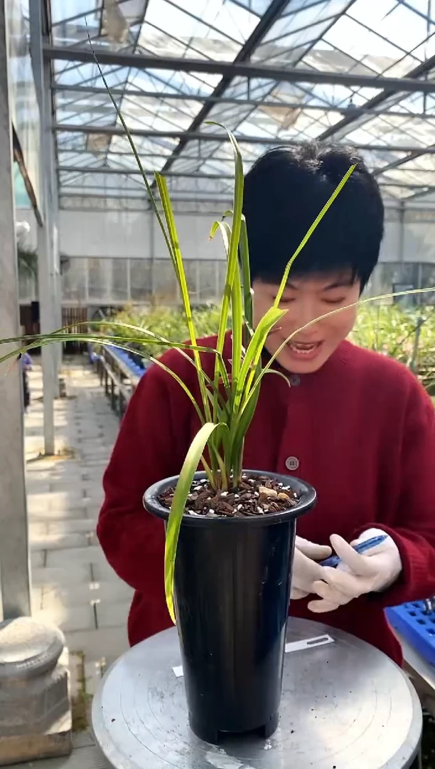 【闪购商品】红塔宝石，永恒的星光