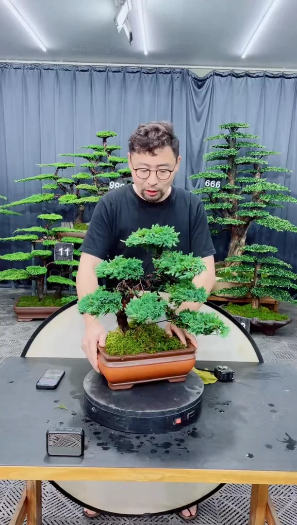 无花朵珍珠柏盆景....