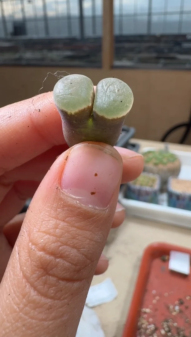 多肉植物肉锥2-360