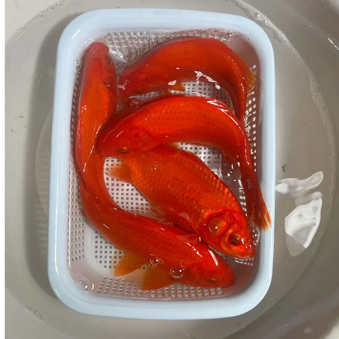 火焰红锦鲫12-14公分观赏鱼草金鱼冷水鱼好养耐活养殖