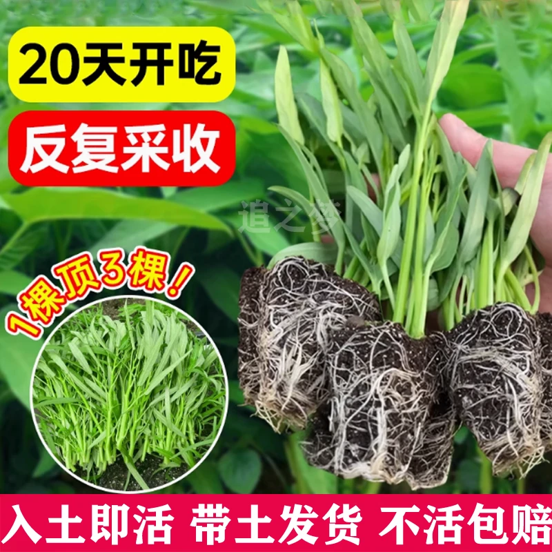 大叶空心菜苗三叉空心菜秧苗水培阳台盆栽蔬菜苗带土柳叶空心菜苗