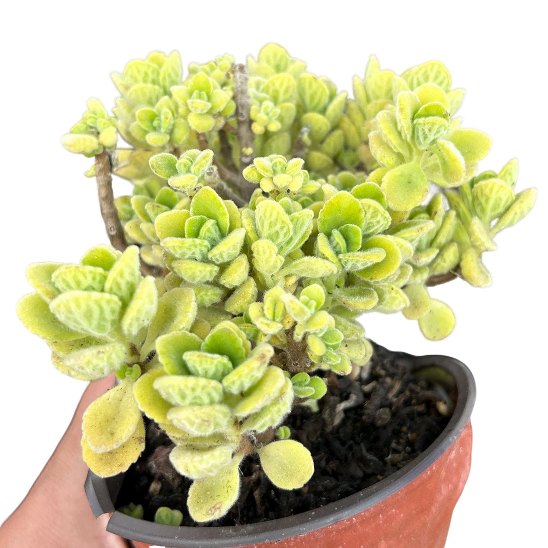 碰碰香带盆土 多肉植物室内绿植净化空气