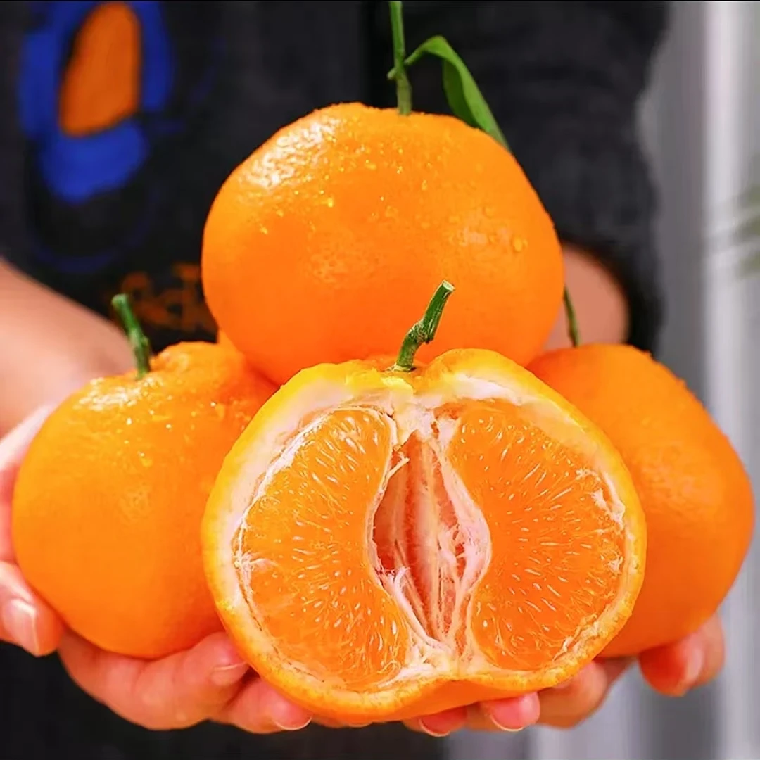 奴风*春见耙耙柑*~四川蒲江原产地直发~新鲜水果~.带枝带叶采摘