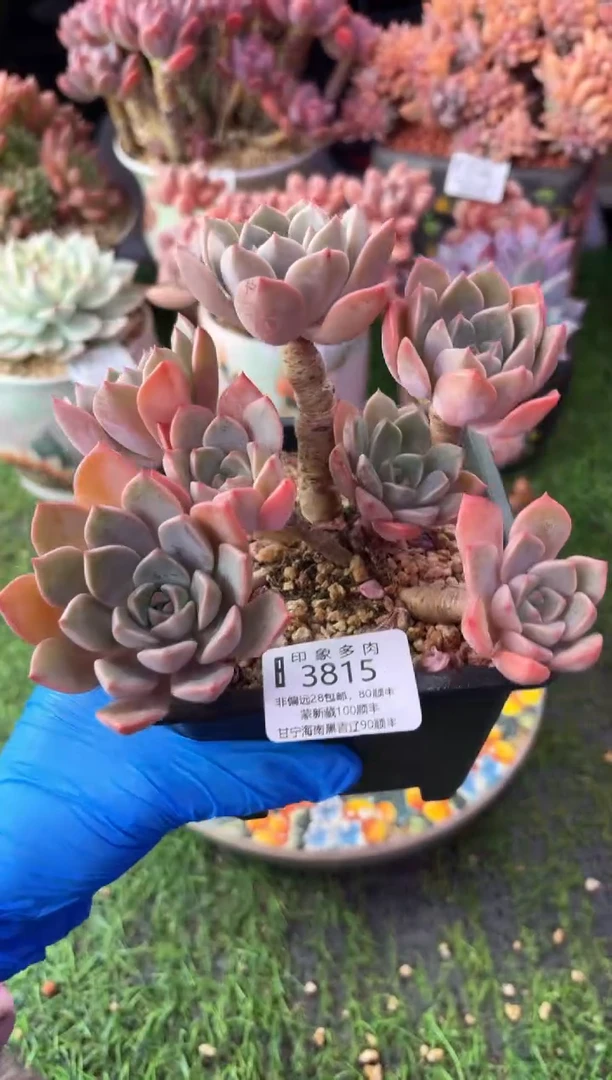 昆明印象多肉3815