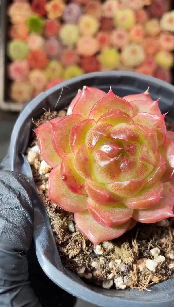 2-24 金乌4-5厘米 量拍发一颗