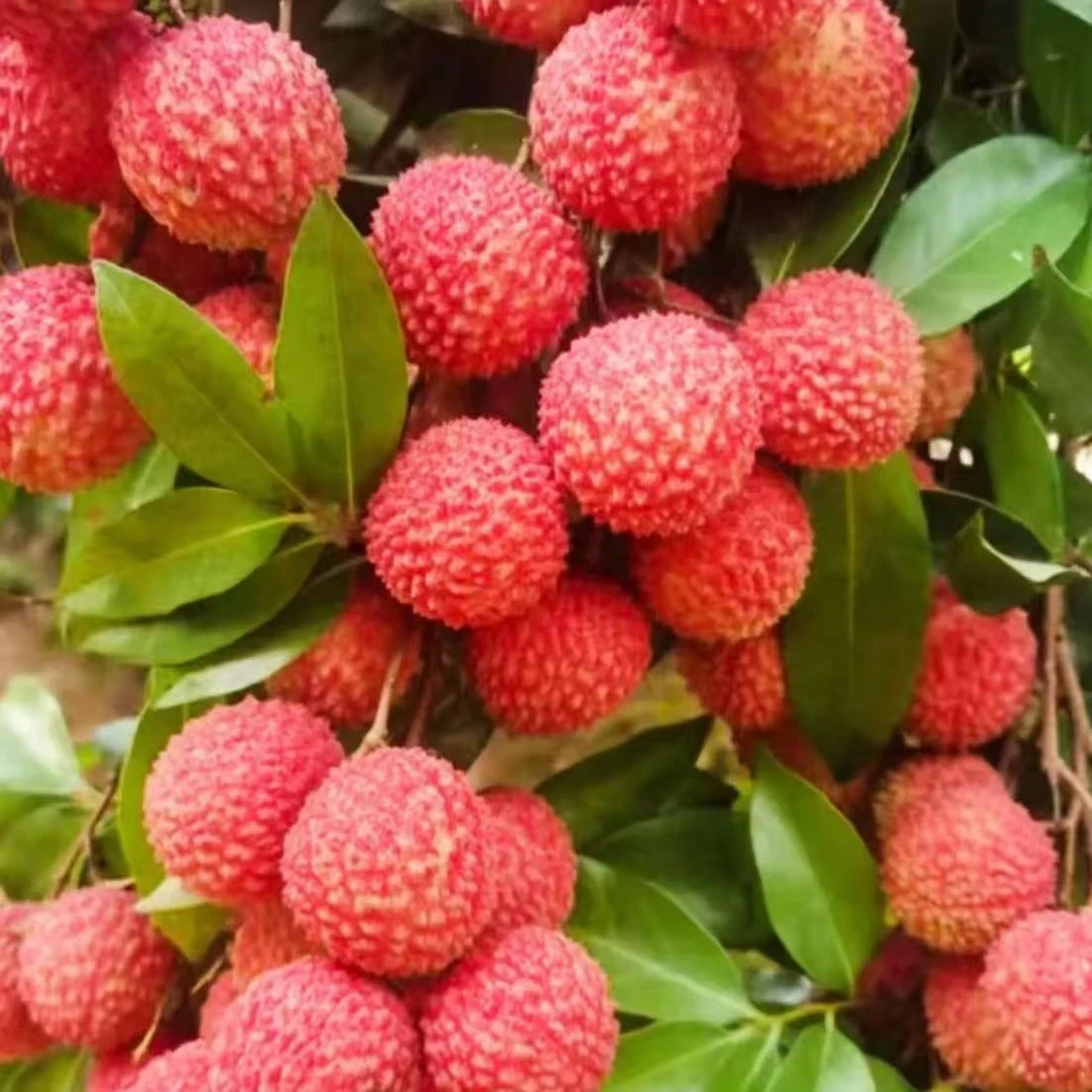 【桂味荔枝】肉厚新鲜采摘香甜可口正宗老树荔枝