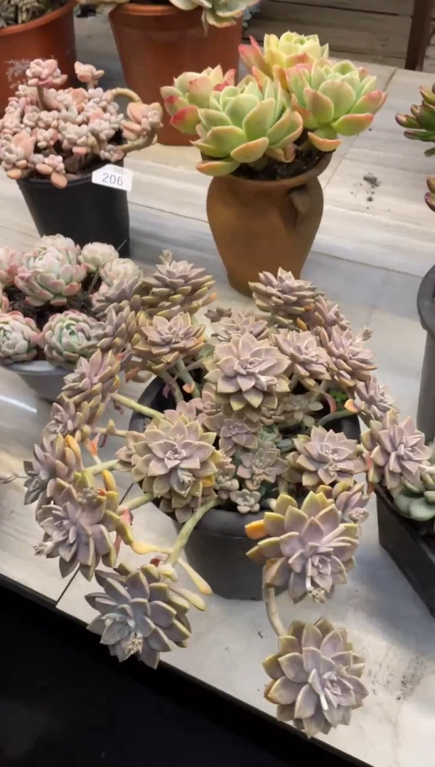 【闪购商品】208啊伦佩