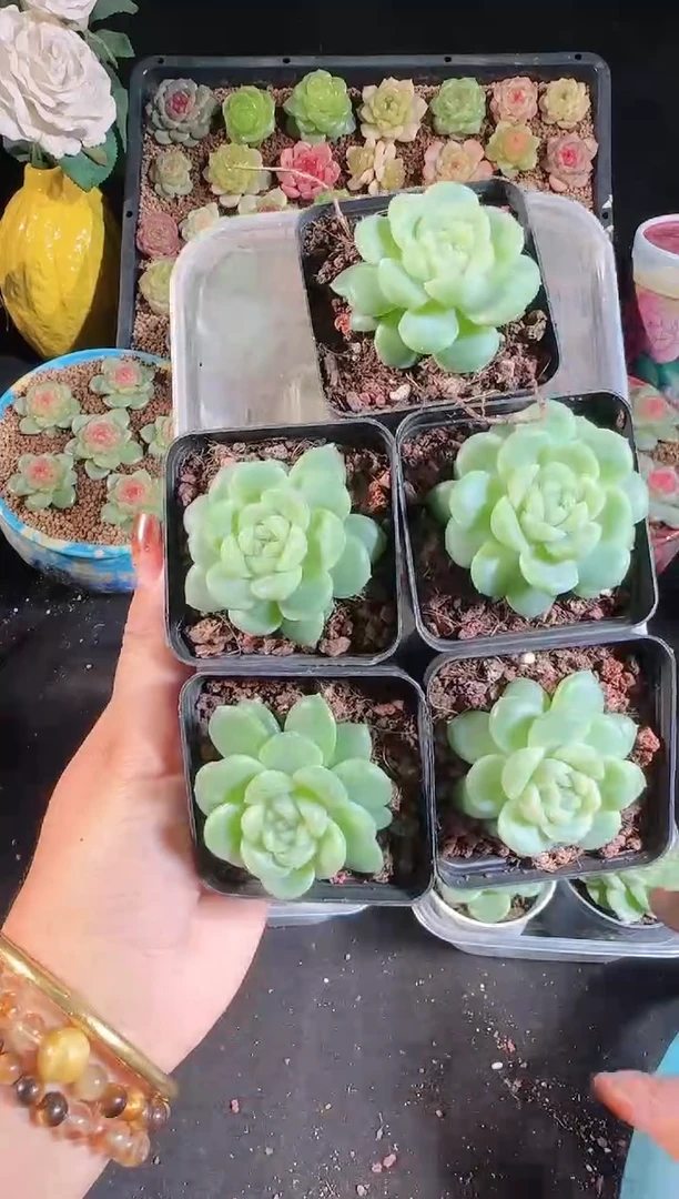 1111-409冰心10量拍（群生不包整）