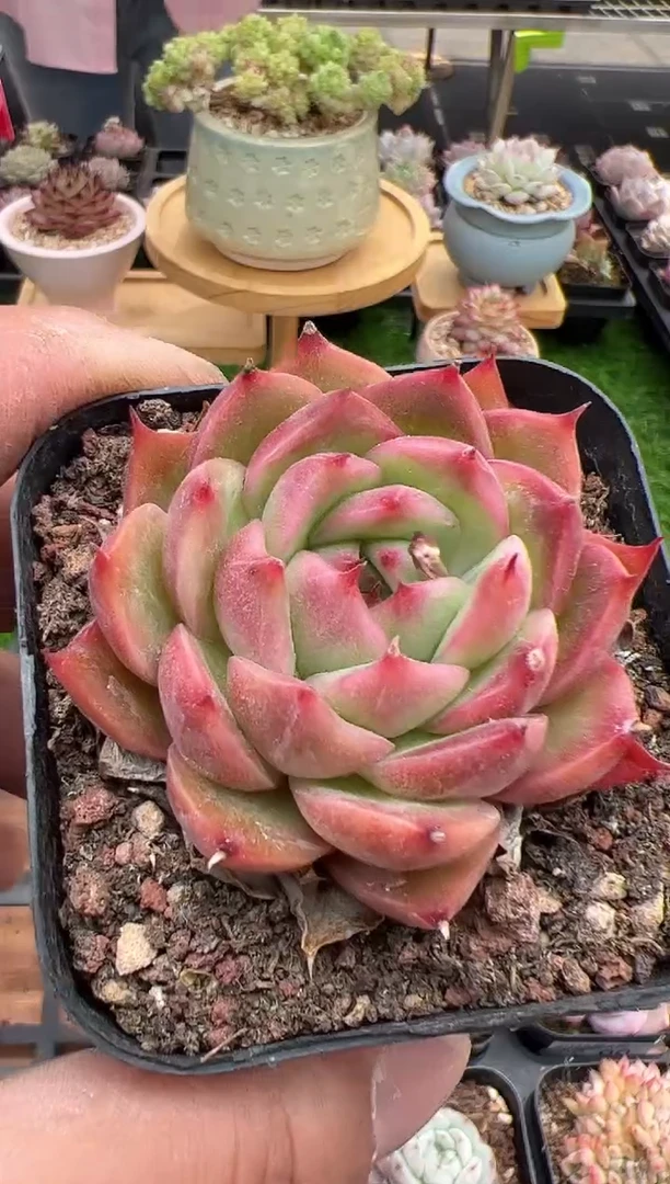 东云多肉园二店-109