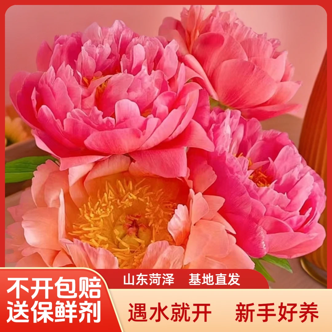 现货落日珊瑚  进口品种渐变色芍药 山东基地直发