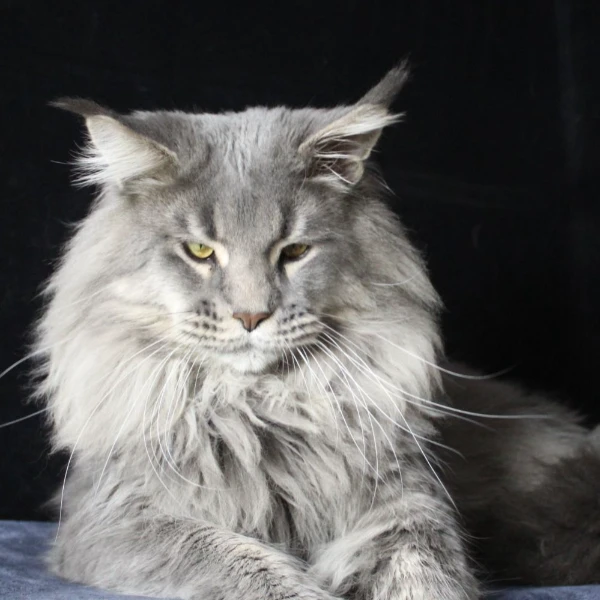 杭州景江缅因猫健康帅气宠物猫