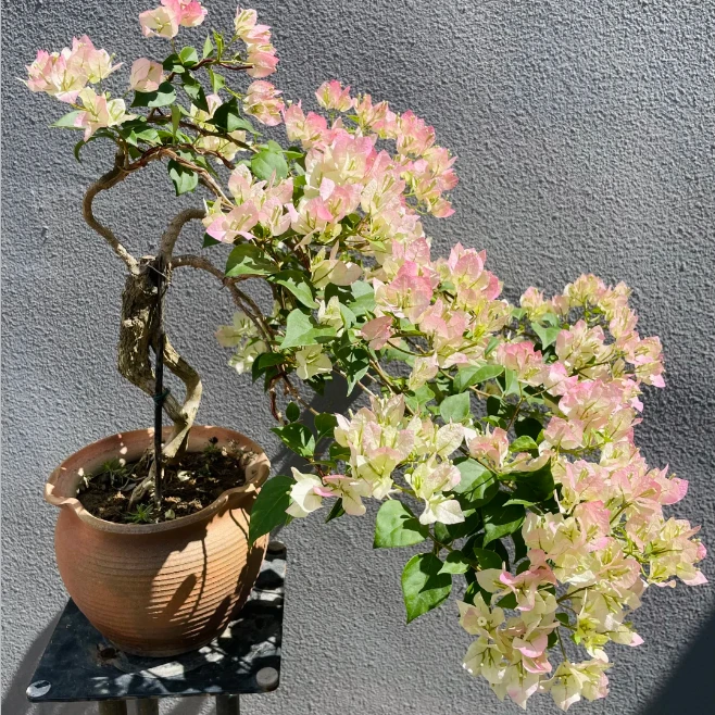 （三角梅一物一拍)云南昆明基地直发落花落叶严重会关杆正常无售后