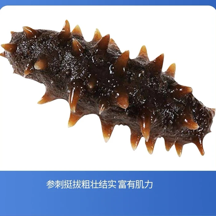 【纯Q弹口感】8-10根鲜食海参500g正宗大连新鲜参温州顺丰深海捕捞