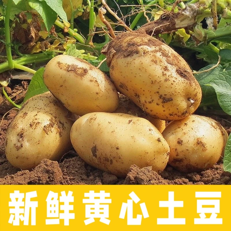 贵州黄心土豆黄皮软糯洋芋新鲜马铃薯当季蔬菜