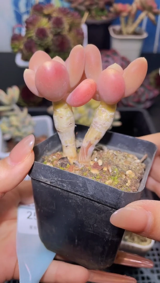 【闪购商品】252芒果奶