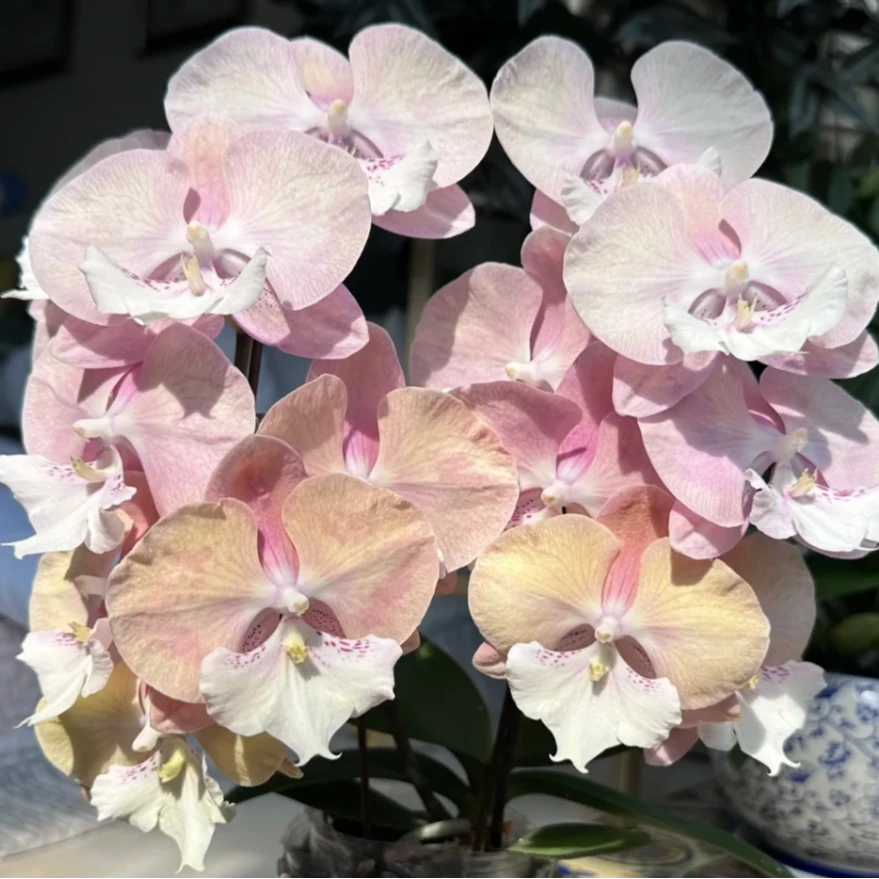 蝴蝶兰——彩虹独角兽(任意两颗包邮只拍一颗发苗)