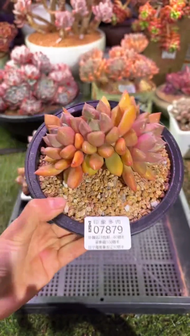 【闪购商品】07879