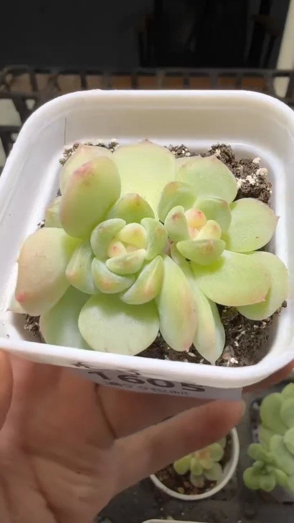 1565  T秃多肉植物