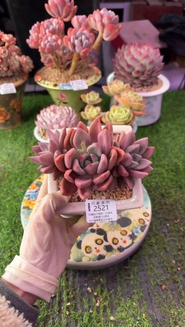 昆明印象多肉2521