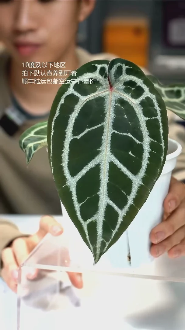 完全开放进口红水晶turtle