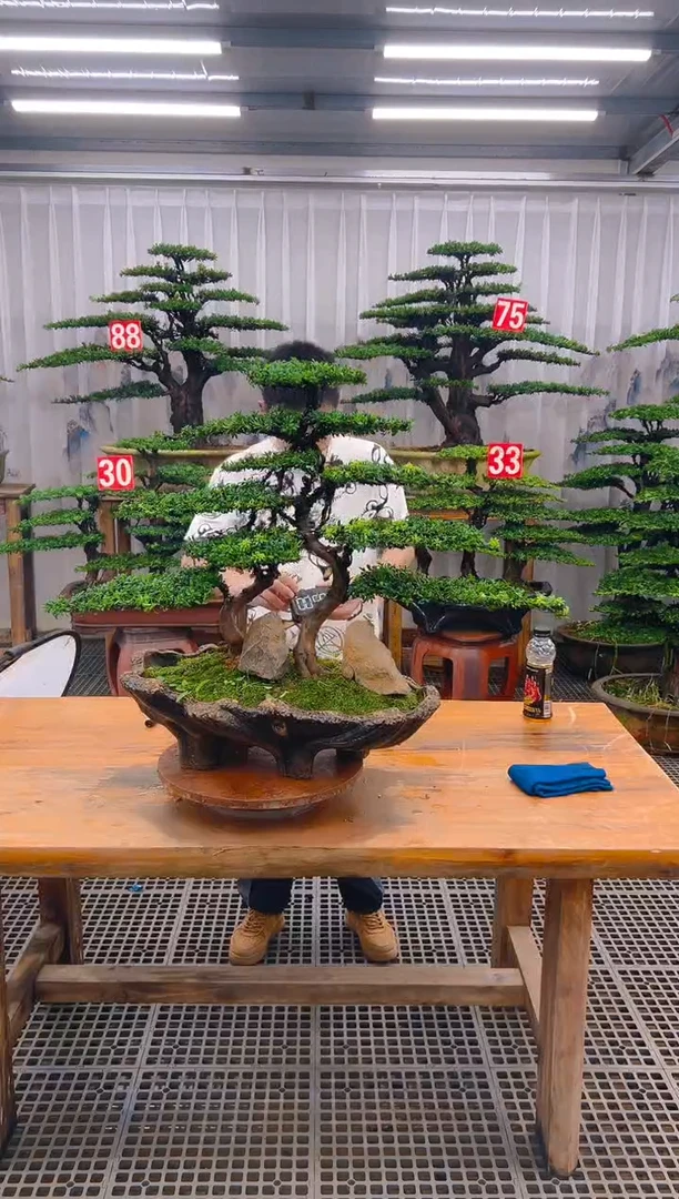 无花朵精品盆景直播间一物一拍
