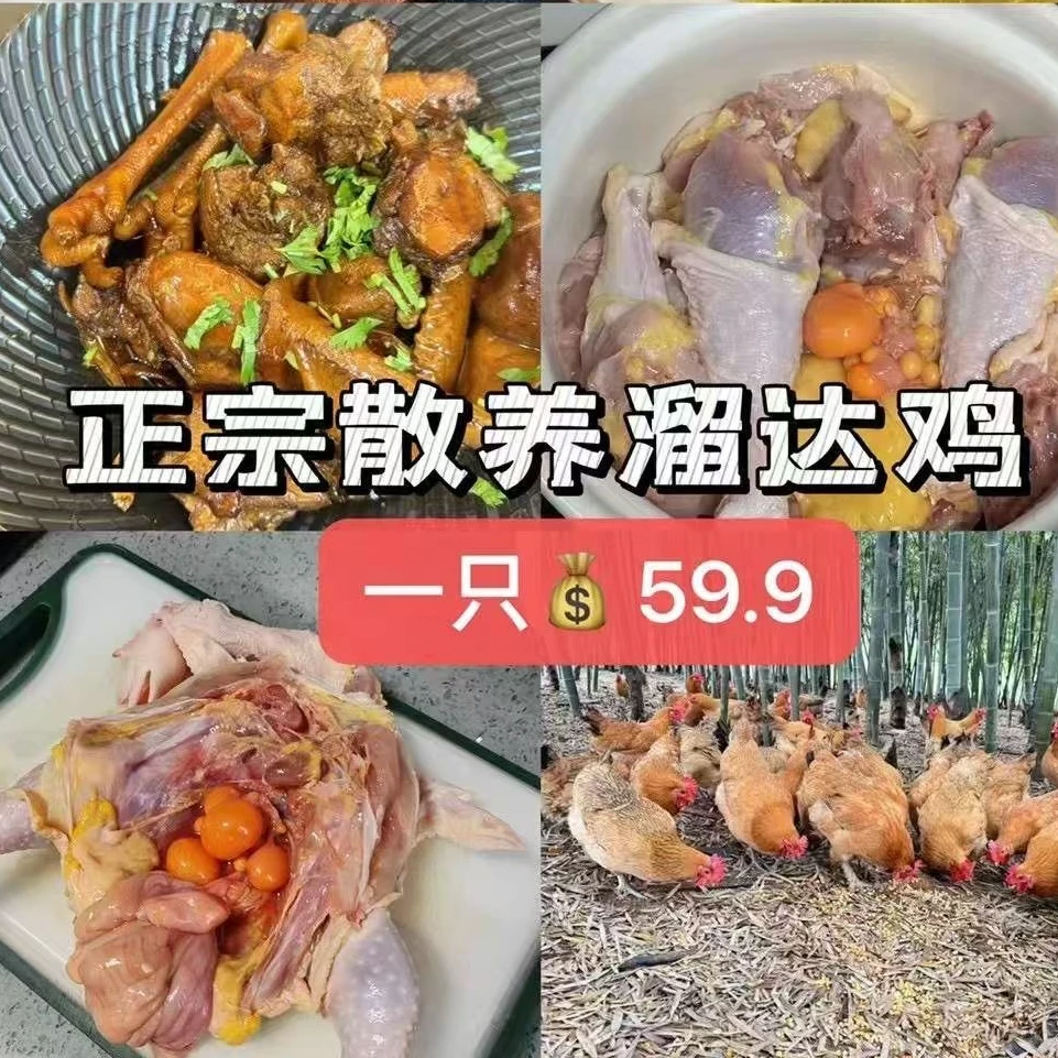 散养母鸡 农家二年黄油老母鸡 带蛋包 当天现杀 三斤多 顺丰包邮