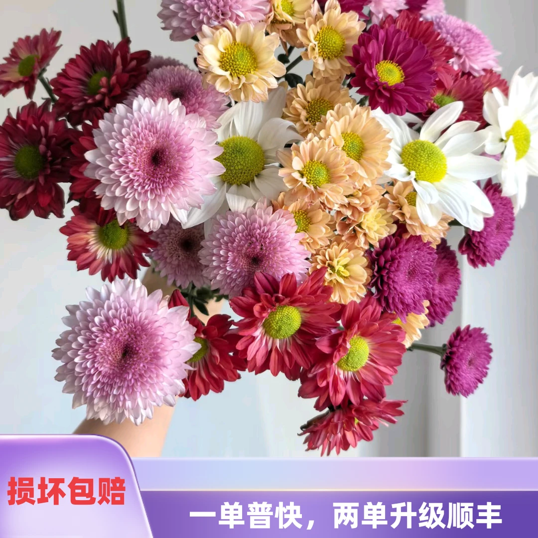 【混色小雏菊1扎】任意2单鲜花升级顺丰