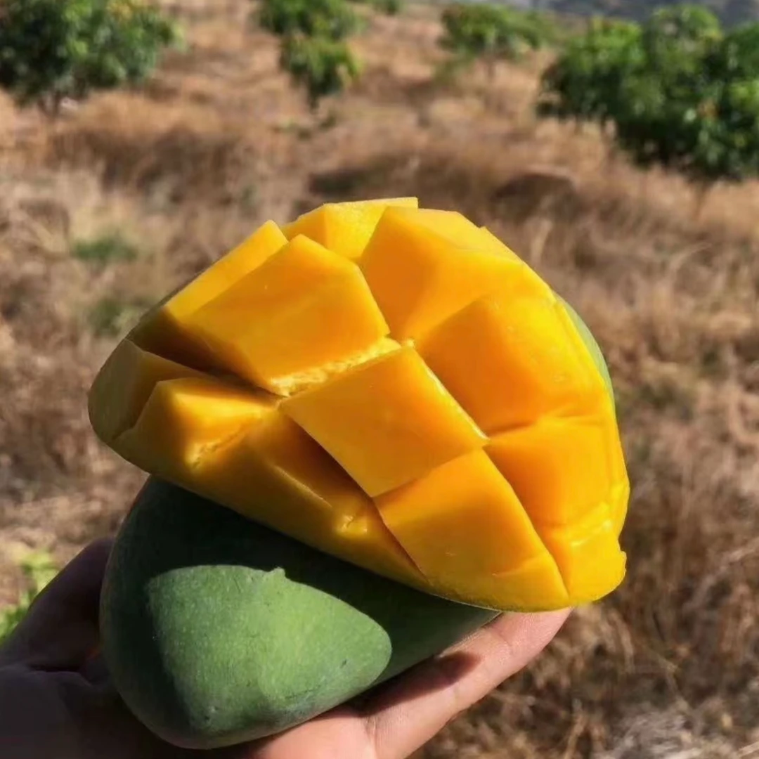 凯特芒果新鲜现摘香味浓郁香甜多汁水果