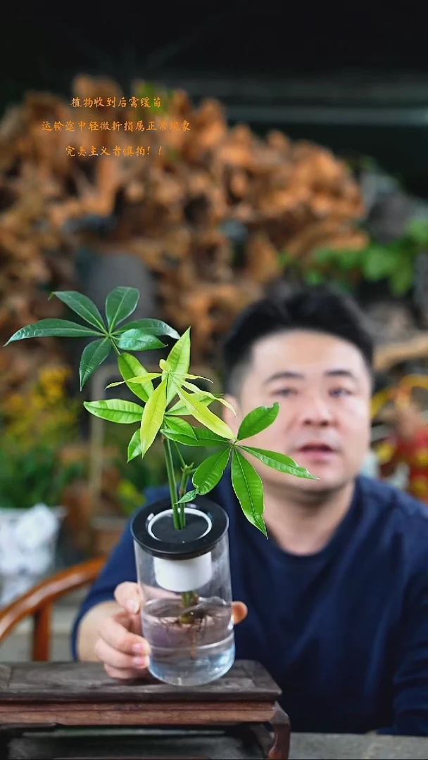 完全开放发财树576+