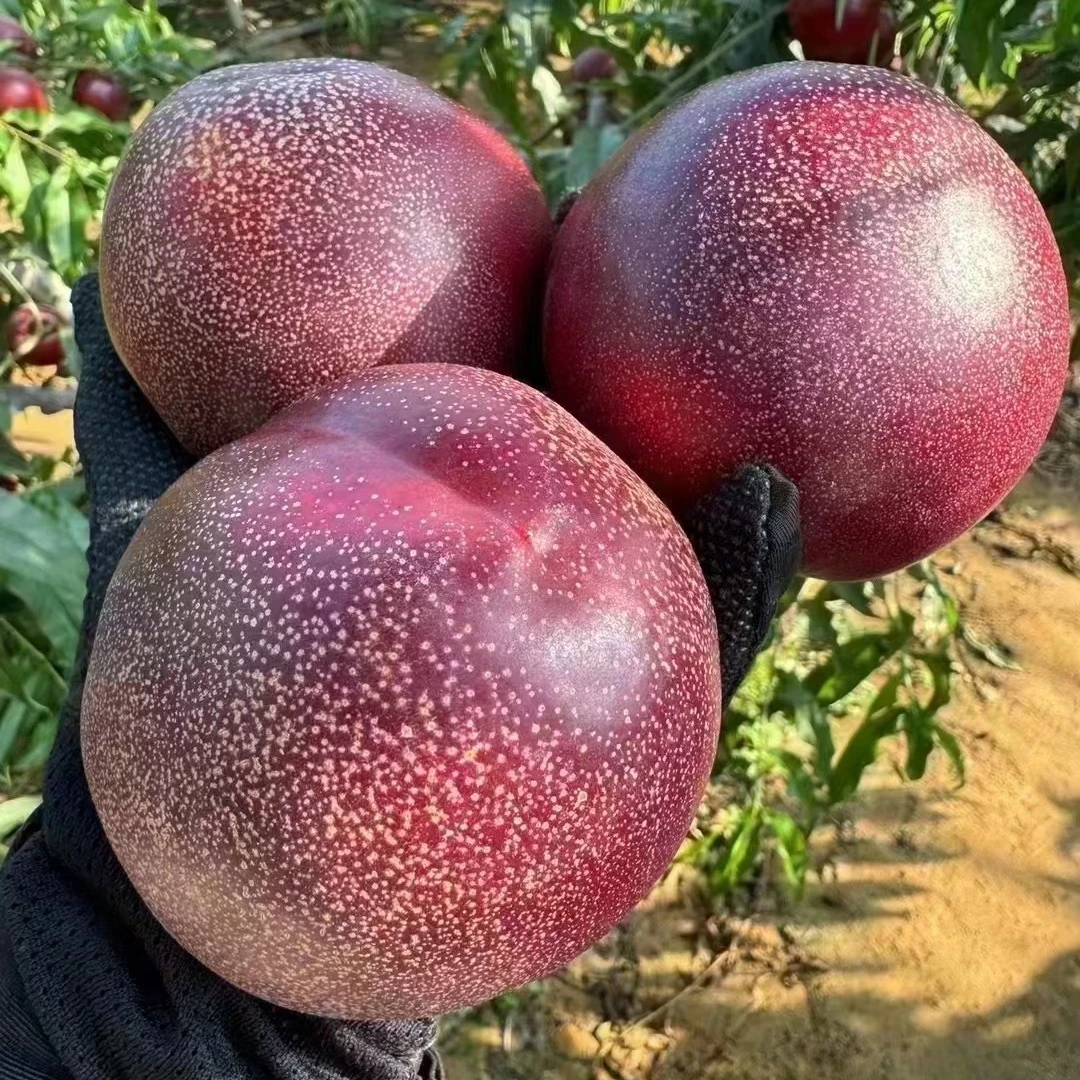 黑皮158又称黑炭头嫁接桃树苗南方北方种植水果地栽养死包赔