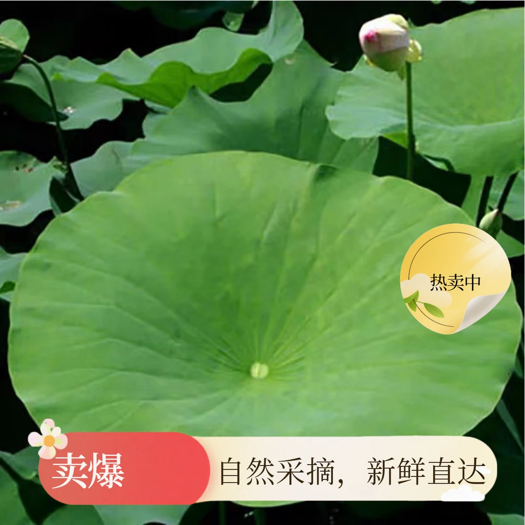 江西广昌白莲之乡新鲜荷叶2026年来订购荷叶饭荷叶鸡荷叶茶荷叶粥