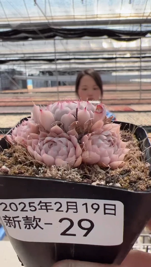 【闪购商品】新款多肉-29