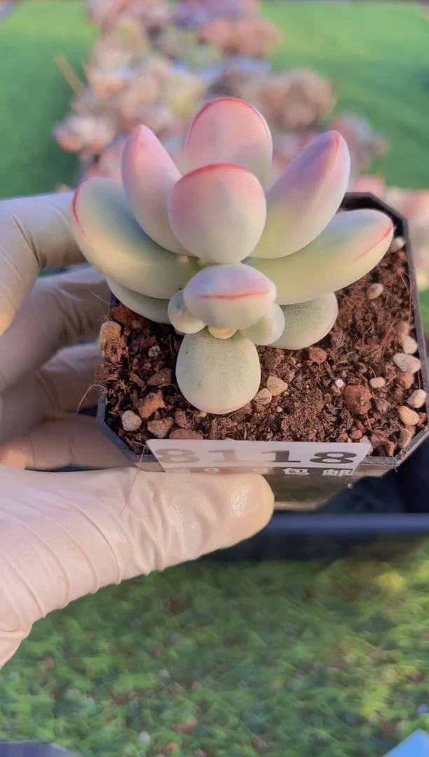 【闪购商品】信福多肉一物一拍