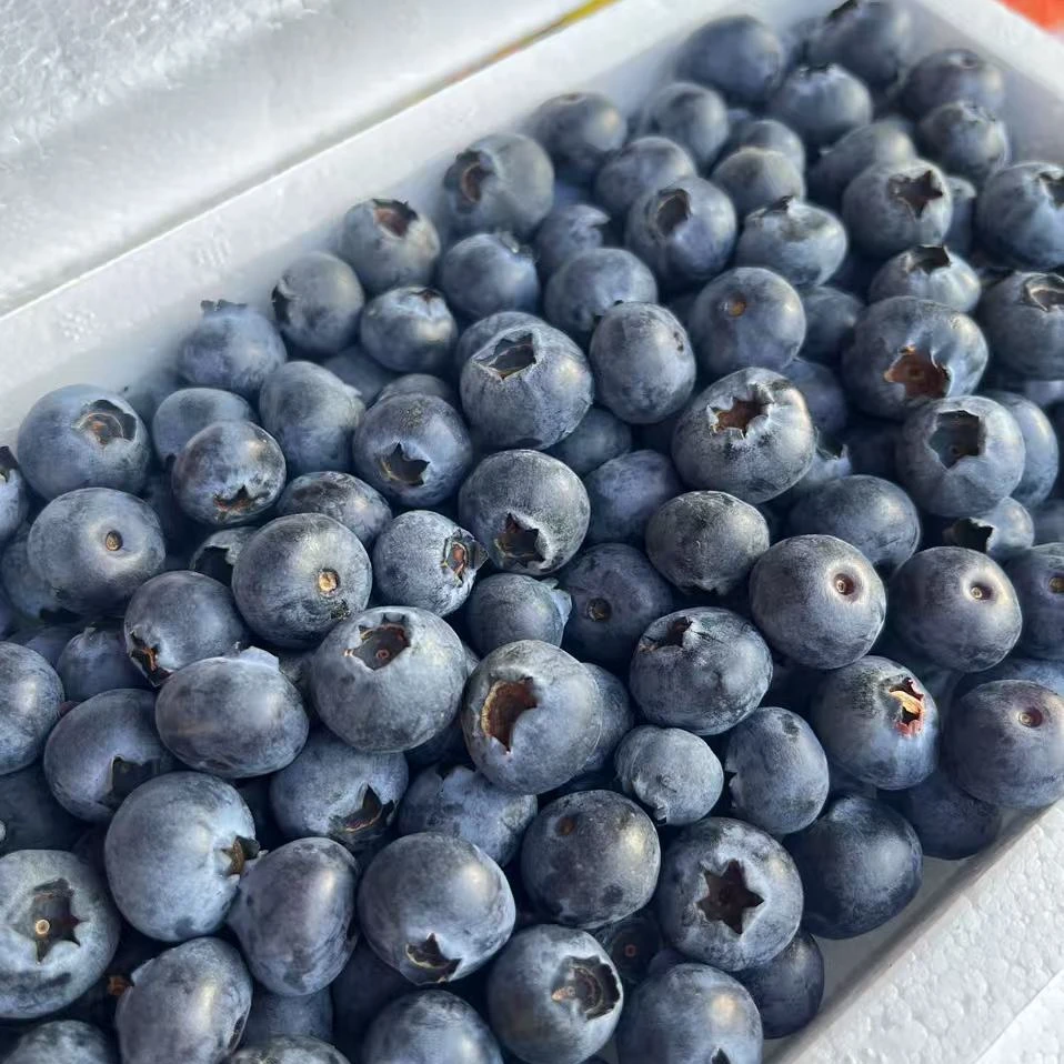 （果甄鲜）20MM云南泡沫箱蓝莓一箱带箱0.8斤左右（蓝莓大小区间17mm-22MM）优瑞卡云南省昆明市