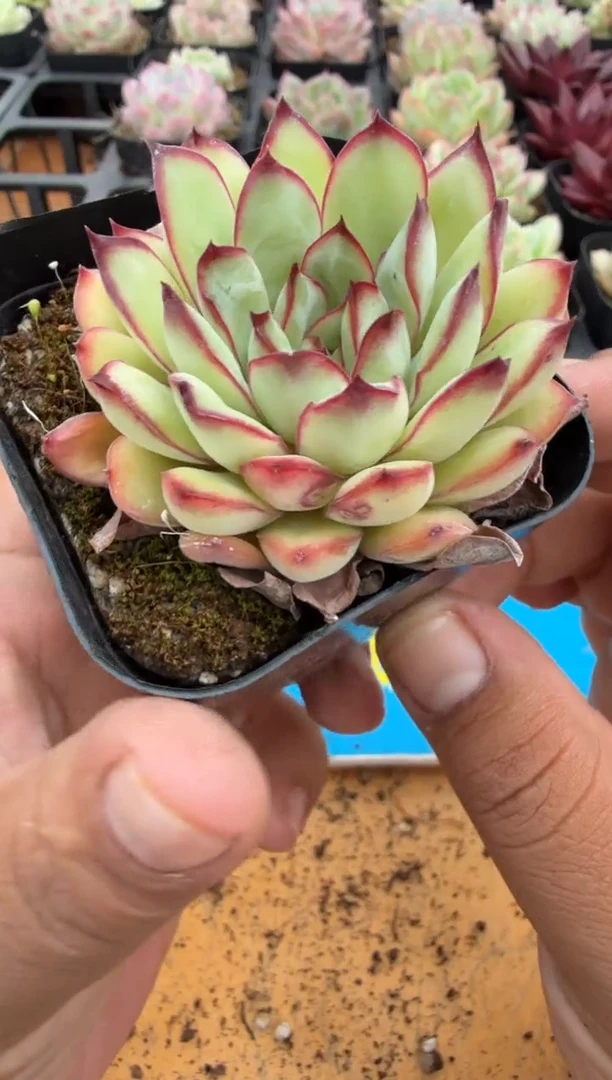 东云多肉二店-88