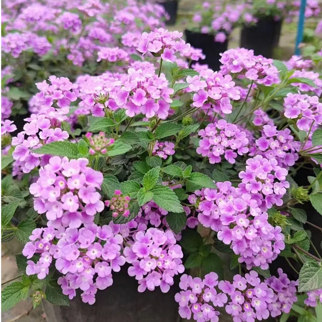 蔓马樱丹庭院阳台盆栽四季开花垂吊花卉耐热花期长