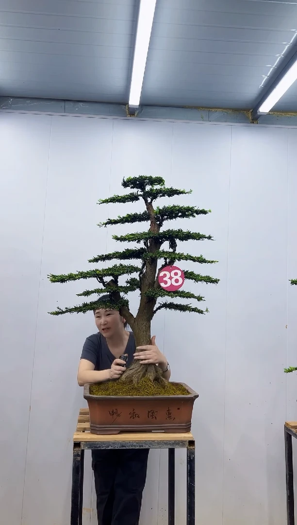 无花朵一物一拍，所见即所得