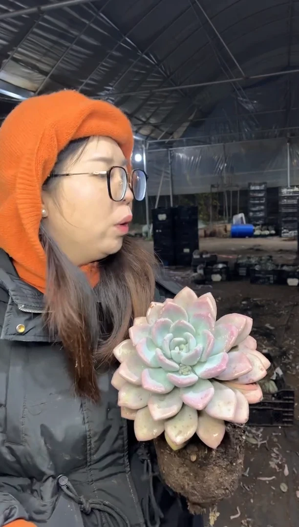 【闪购商品】133-大单头奥普5