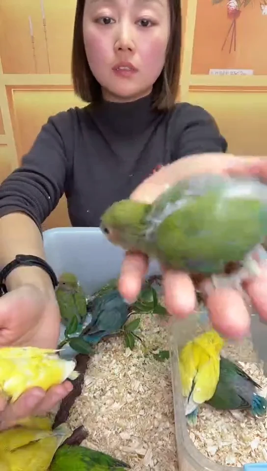 桃脸牡丹鹦鹉绿桃