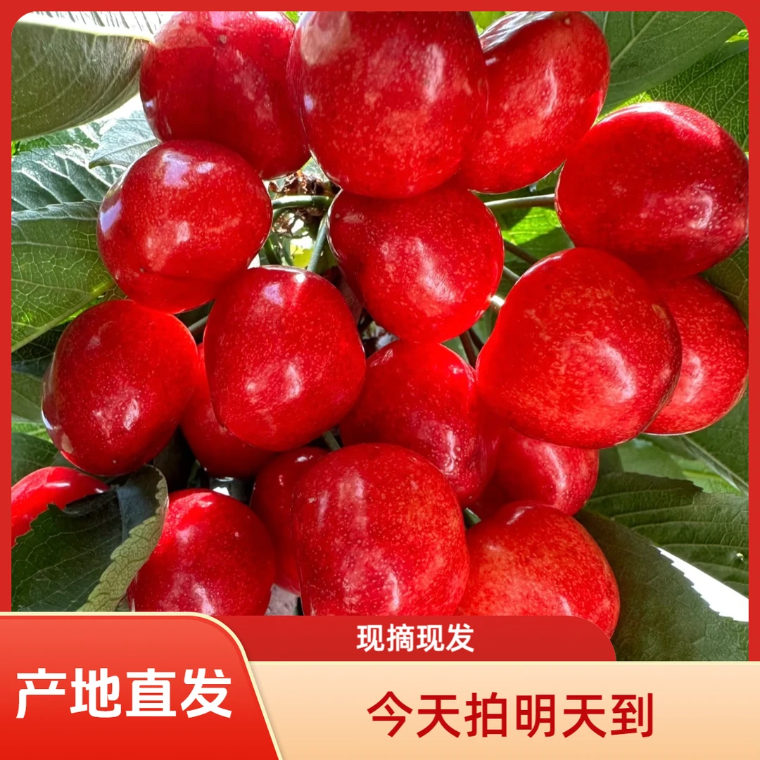 大连樱桃露天沙蜜托【3-5斤装】现摘现发顺丰包邮1-5J