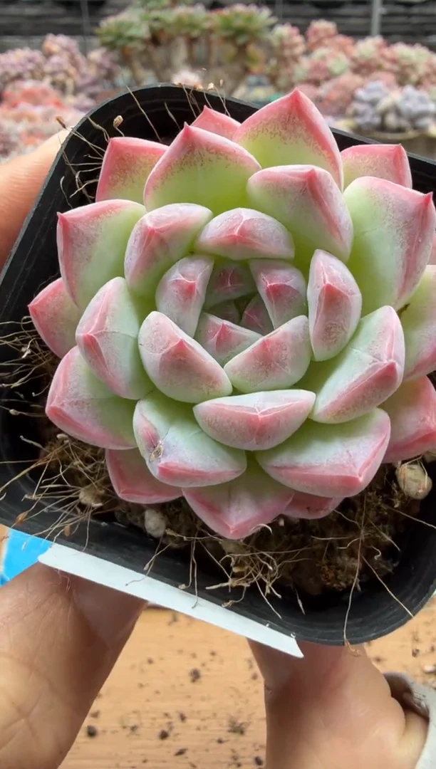 东云多肉园二店-588