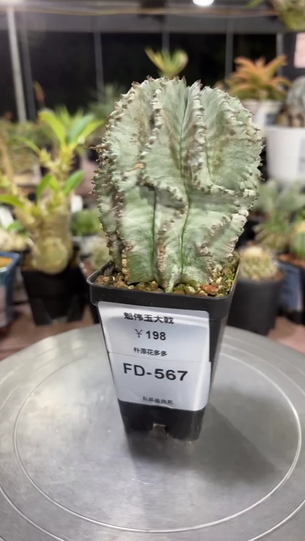 魁伟玉大戟FD-567