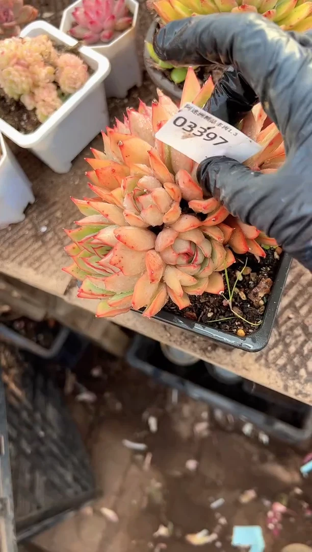 叶**✨多肉植物一物一拍03397