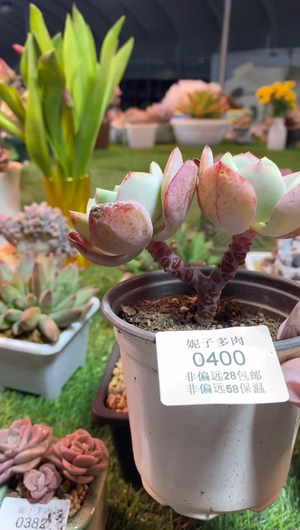 【闪购商品】0400a