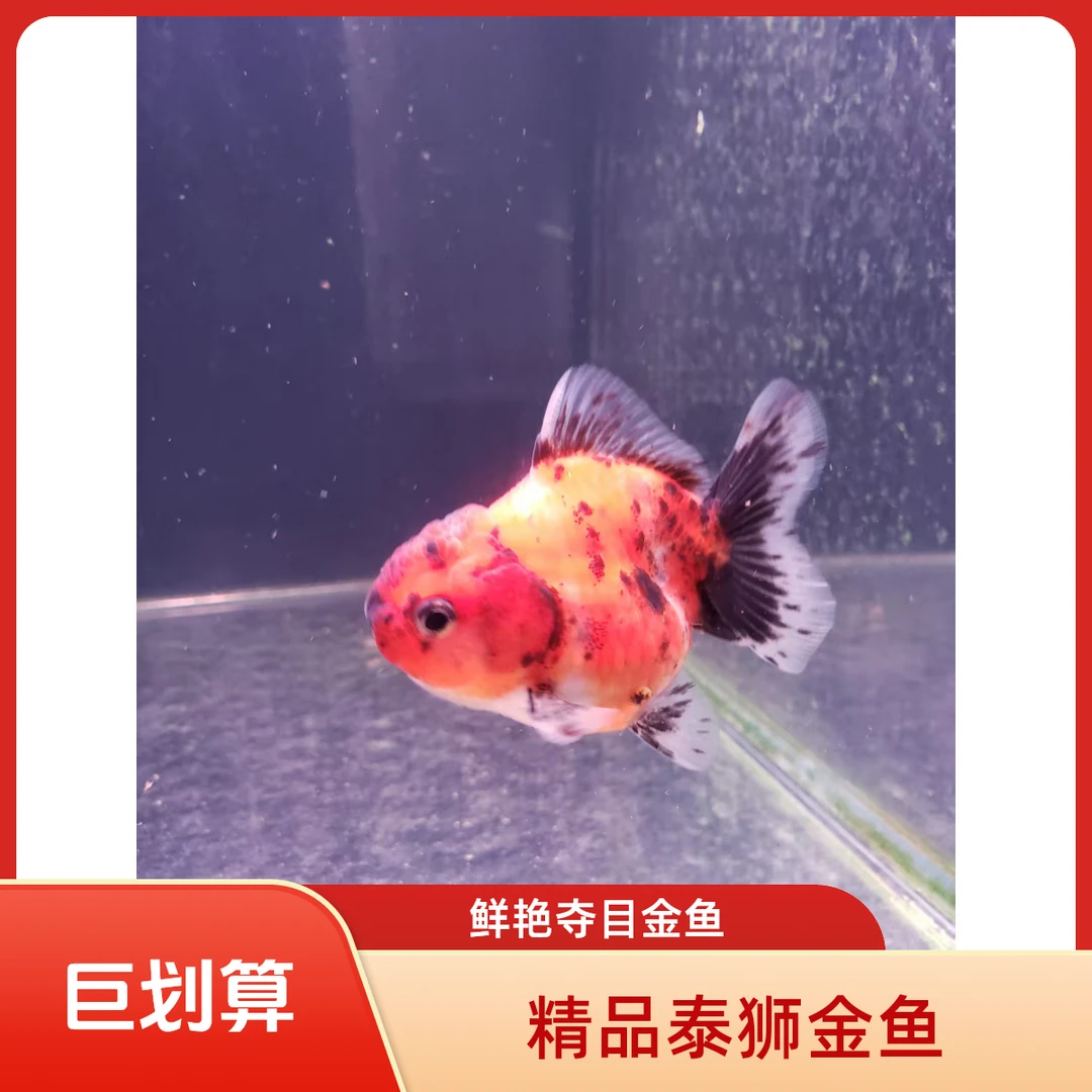 8公分小型泰狮观赏鱼多种金鱼品种混搭淡水鱼好养耐活