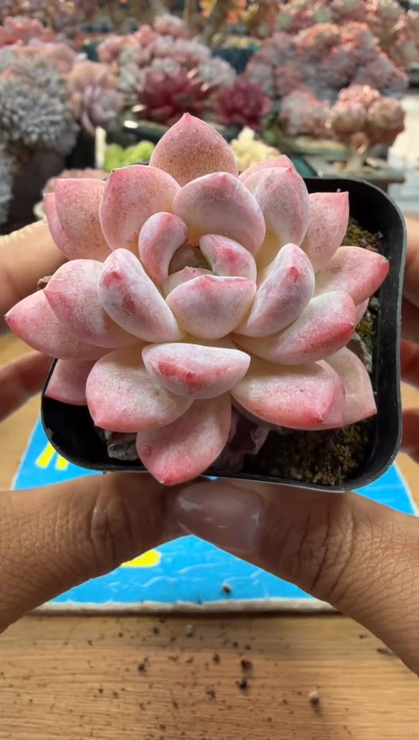 东云多肉园二店-106